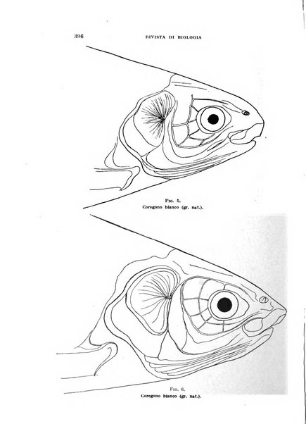 Rivista di biologia