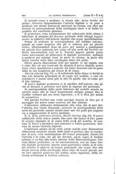 La clinica veterinaria rivista di medicina e chirurgia pratica degli animali domestici