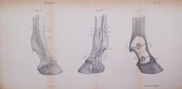 La clinica veterinaria rivista di medicina e chirurgia pratica degli animali domestici