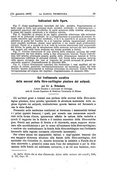 La clinica veterinaria rivista di medicina e chirurgia pratica degli animali domestici