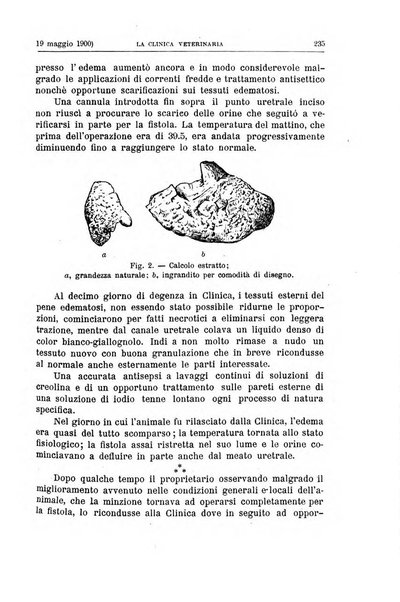 La clinica veterinaria rivista di medicina e chirurgia pratica degli animali domestici