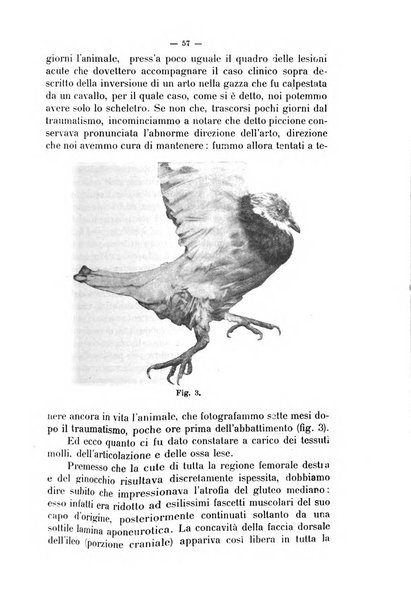 La clinica veterinaria rivista di medicina e chirurgia pratica degli animali domestici