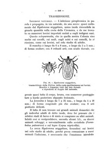 La clinica veterinaria rivista di medicina e chirurgia pratica degli animali domestici