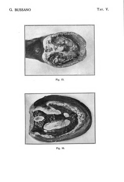 La clinica veterinaria rivista di medicina e chirurgia pratica degli animali domestici