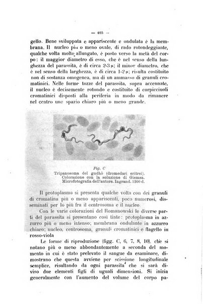 La clinica veterinaria rivista di medicina e chirurgia pratica degli animali domestici