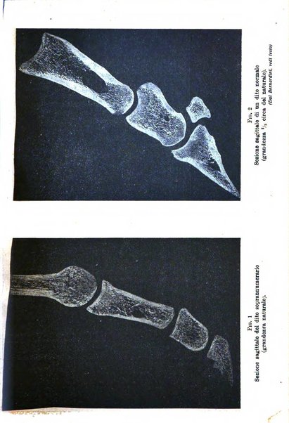 La clinica veterinaria rivista di medicina e chirurgia pratica degli animali domestici