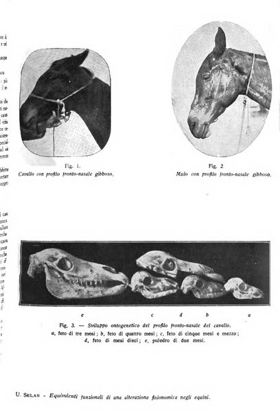 La clinica veterinaria rivista di medicina e chirurgia pratica degli animali domestici