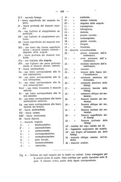 La clinica veterinaria rivista di medicina e chirurgia pratica degli animali domestici