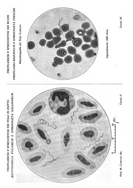 La clinica veterinaria rivista di medicina e chirurgia pratica degli animali domestici