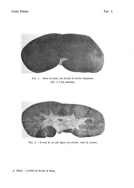 La clinica veterinaria rivista di medicina e chirurgia pratica degli animali domestici