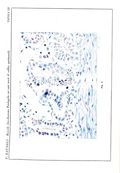 La clinica veterinaria rivista di medicina e chirurgia pratica degli animali domestici