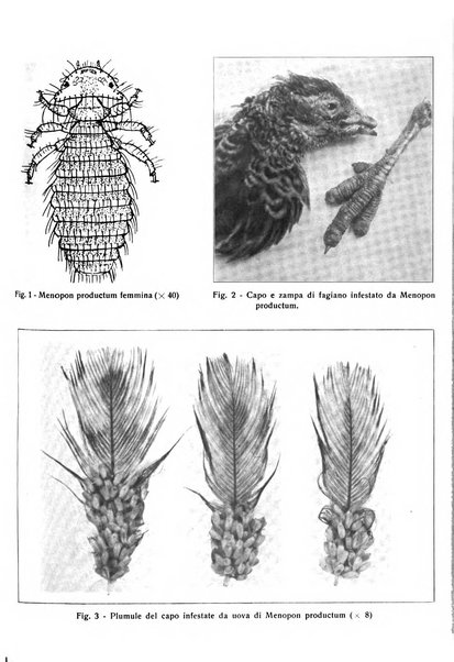 La clinica veterinaria rivista di medicina e chirurgia pratica degli animali domestici