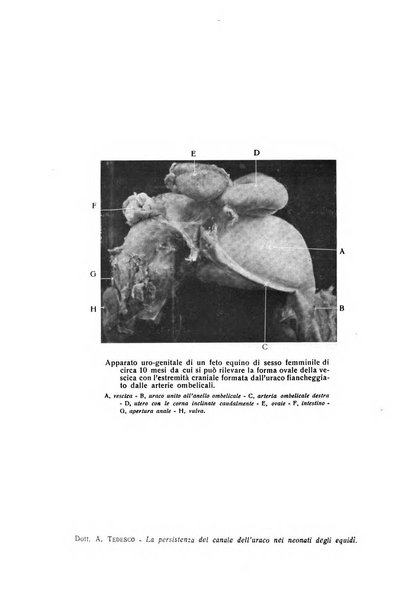 La clinica veterinaria rivista di medicina e chirurgia pratica degli animali domestici