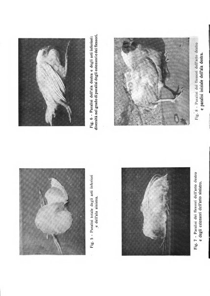 La clinica veterinaria rivista di medicina e chirurgia pratica degli animali domestici