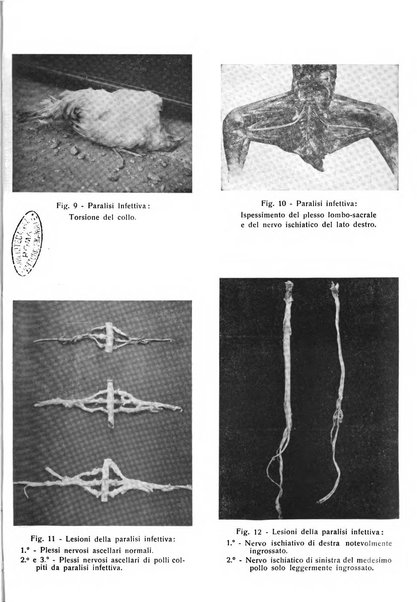 La clinica veterinaria rivista di medicina e chirurgia pratica degli animali domestici