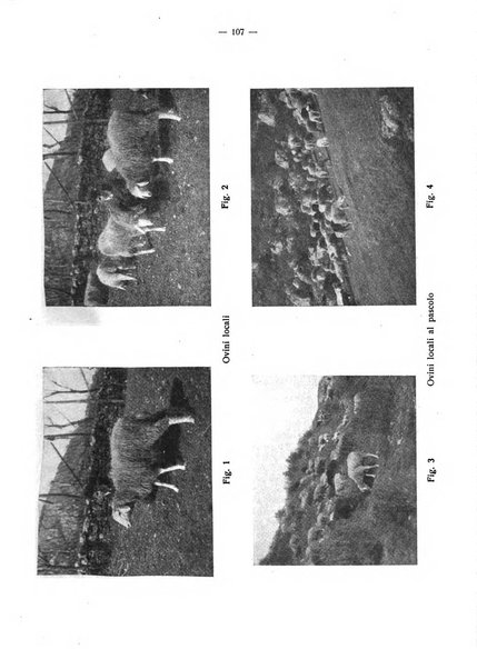 La clinica veterinaria rivista di medicina e chirurgia pratica degli animali domestici