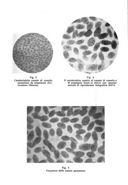 La clinica veterinaria rivista di medicina e chirurgia pratica degli animali domestici