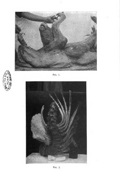 La clinica veterinaria rivista di medicina e chirurgia pratica degli animali domestici