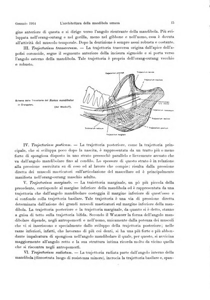 La radiologia medica rivista mensile