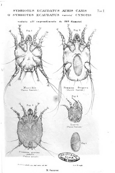 Giornale di anatomia, fisiologia e patologia degli animali