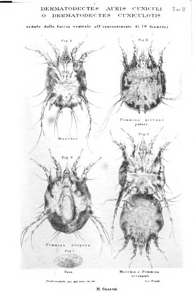 Giornale di anatomia, fisiologia e patologia degli animali