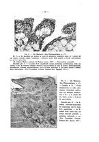 giornale/MOD0345779/1933/v.1/00000051