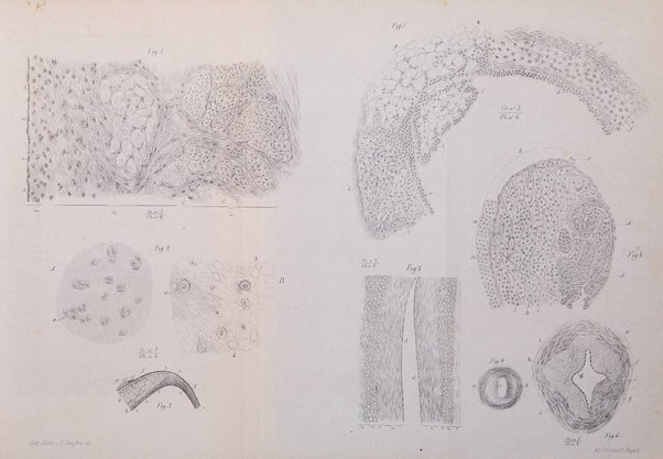 Giornale internazionale delle scienze mediche