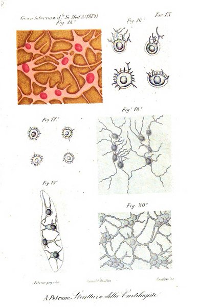 Giornale internazionale delle scienze mediche