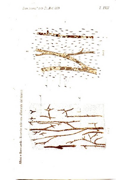 Giornale internazionale delle scienze mediche