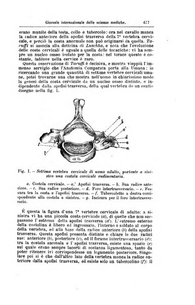 Giornale internazionale delle scienze mediche