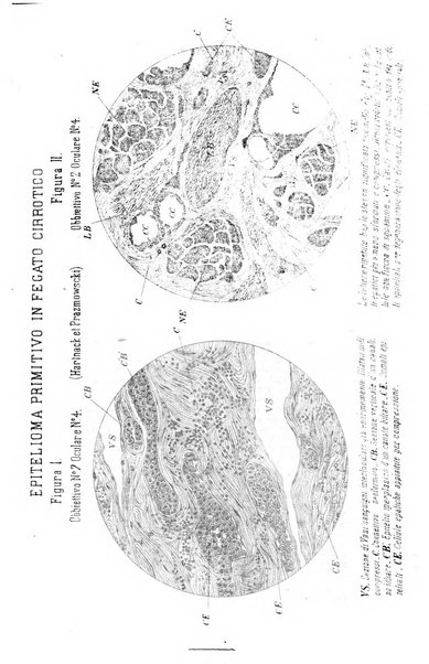 Giornale internazionale delle scienze mediche