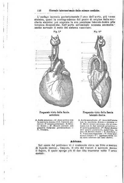 Giornale internazionale delle scienze mediche