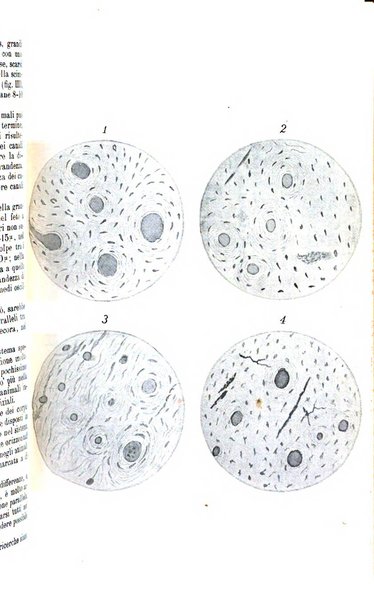 Giornale internazionale delle scienze mediche