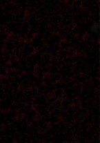 giornale/NAP0021576/1908/unico/00000001