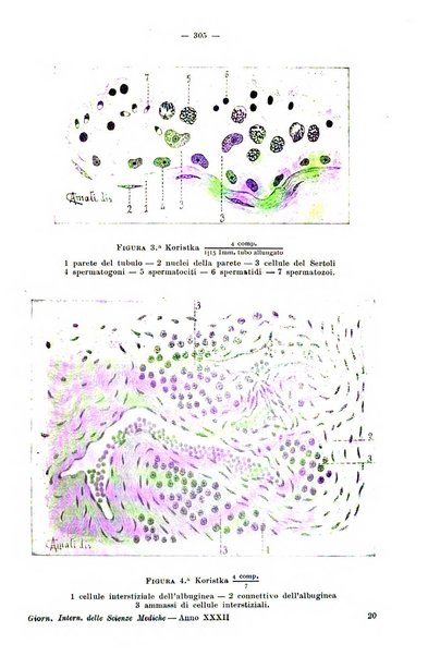 Giornale internazionale delle scienze mediche