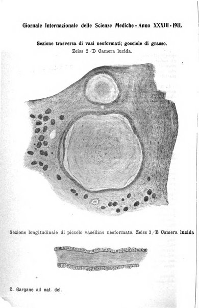 Giornale internazionale delle scienze mediche