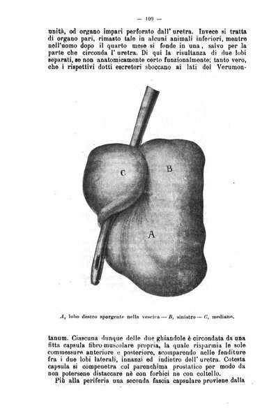 Giornale internazionale delle scienze mediche