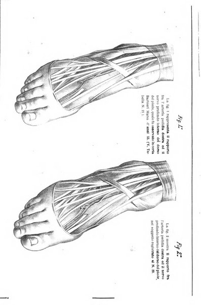 Il morgagni giornale indirizzato al progresso della medicina. Parte 1., Archivio o Memorie originali