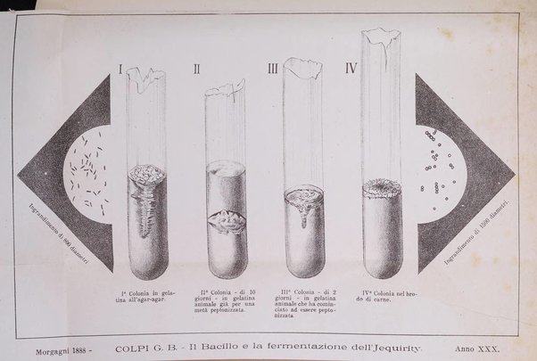 Il morgagni giornale indirizzato al progresso della medicina. Parte 1., Archivio o Memorie originali