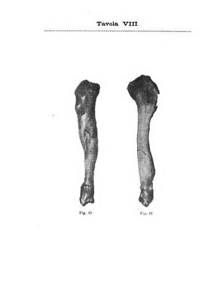 Il morgagni giornale indirizzato al progresso della medicina. Parte 1., Archivio o Memorie originali