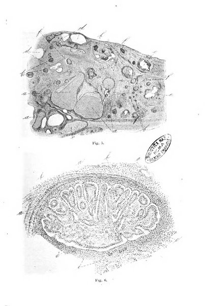 Il morgagni giornale indirizzato al progresso della medicina. Parte 1., Archivio o Memorie originali