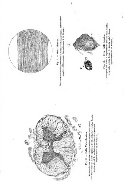 Il morgagni giornale indirizzato al progresso della medicina. Parte 1., Archivio o Memorie originali