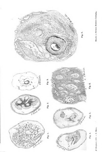 Il morgagni giornale indirizzato al progresso della medicina. Parte 1., Archivio o Memorie originali