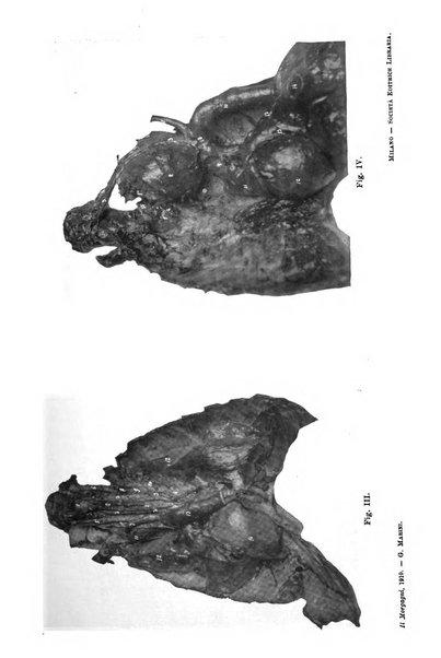 Il morgagni giornale indirizzato al progresso della medicina. Parte 1., Archivio o Memorie originali