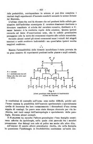 Il morgagni giornale indirizzato al progresso della medicina. Parte 2., Riviste