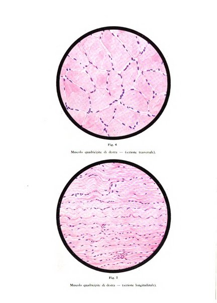 Rivista di neurologia