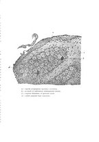 giornale/NAP0160688/1911/unico/00000077