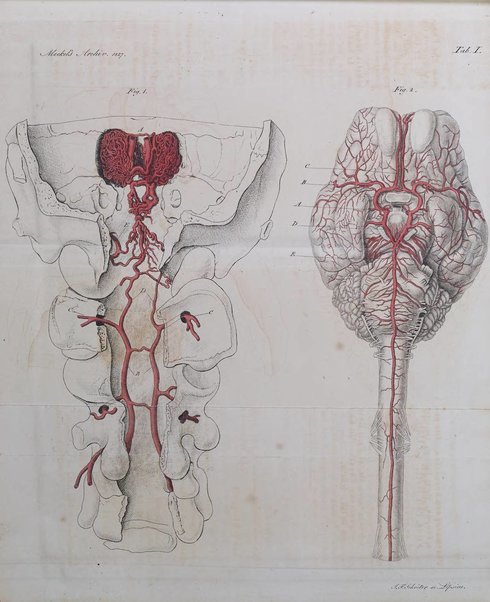 Archiv fur Anatomie und Physiologie