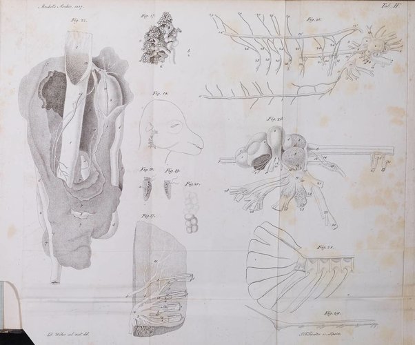 Archiv fur Anatomie und Physiologie