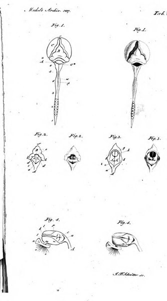 Archiv fur Anatomie und Physiologie